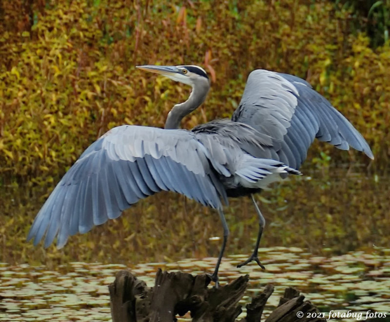 My Friend, The Great Blue Heron
