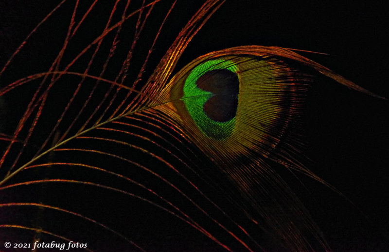 Peacock Feather in Porch Light