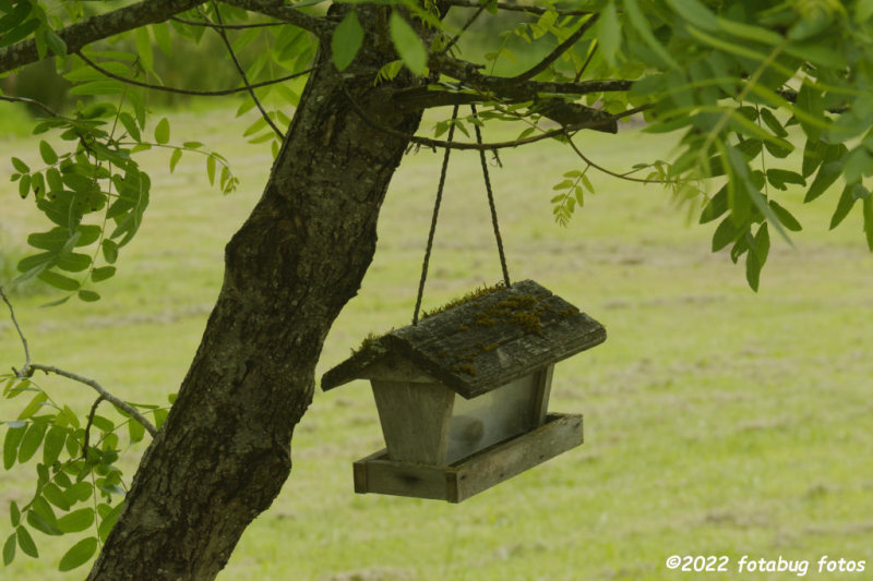 Empty Bird Feeder in a Walnut Tree