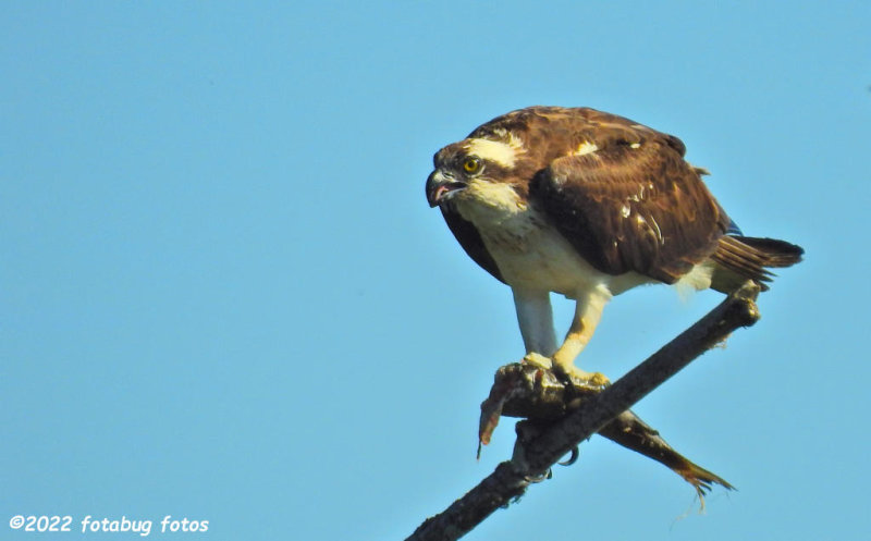 Mealtime for an Osprey
