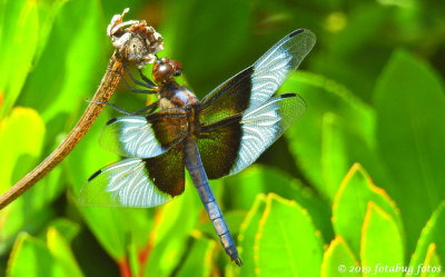 Dragonflies, Masters of Flight