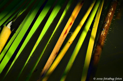 CATTAIL LEAVES ON WATER