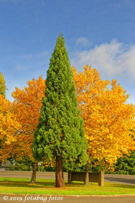 Tree at Orchard Point Marina Entrance