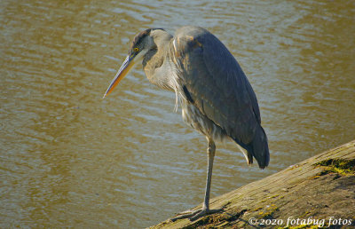 Lets See You Stand on One Leg Like that and Stare!