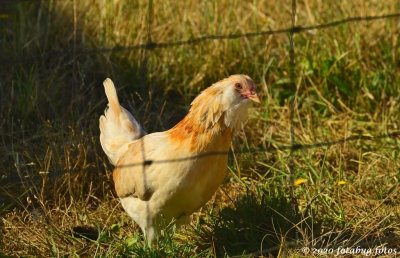 A Beautiful Chick!