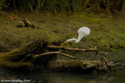 Great Egret