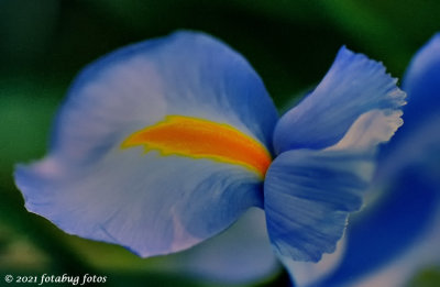 A Splash of Color