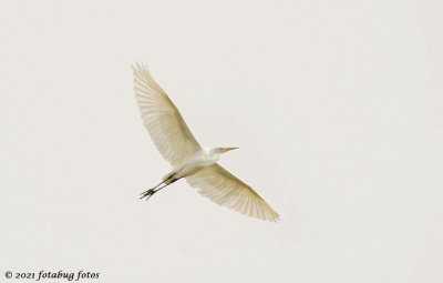 Great Egret
