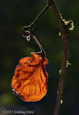 Backlit Leaf on Apple Tree