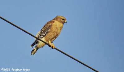 Red-shouldered Hawk
