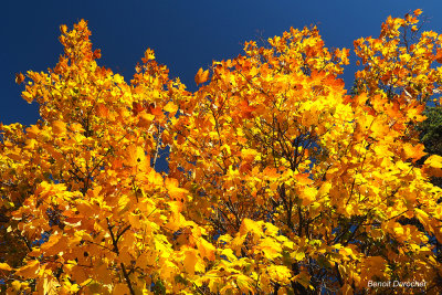 Lgendes d'automne