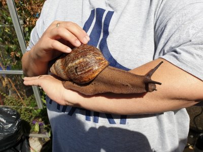 Long snail