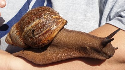 Long snail