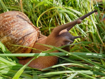 Giant African Land Snails