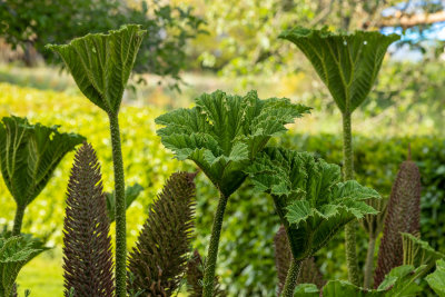 Gunnera manicata