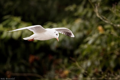 Gull Flying.jpg