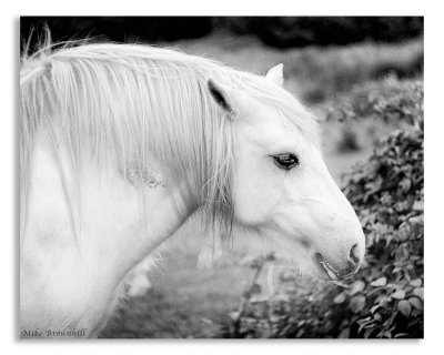 Horse Soft.jpg