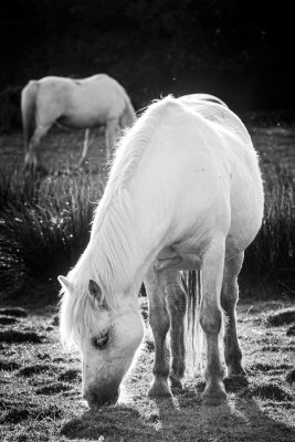 Horse Soft Light.jpg