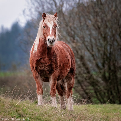 Red Horse.jpg