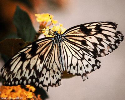 Butterfly_PB.jpg