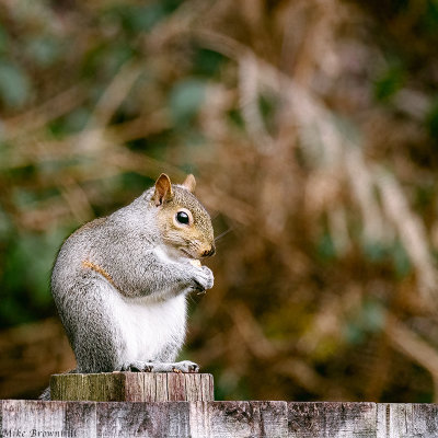 Squirrel on Fence_PB.jpg