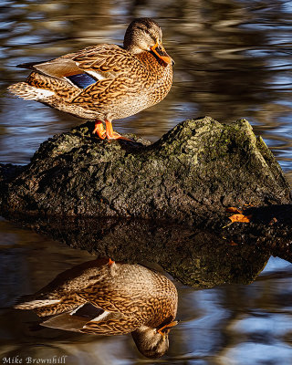 Duck Sunbathing.jpg