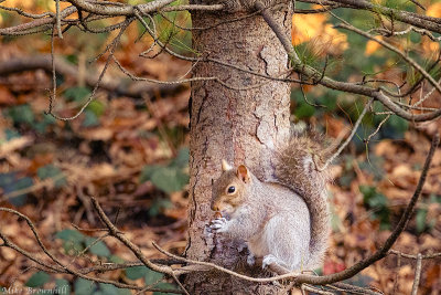 Squirrel Nut Graded.jpg