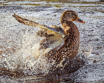 Duck Splash.jpg