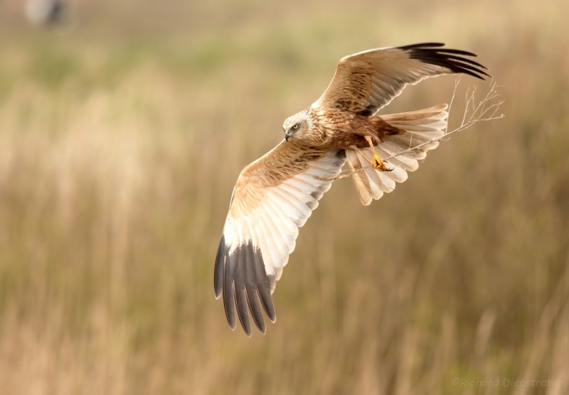 Bruine Kiekendief - Circus aeruginosus - Marsh Harrier