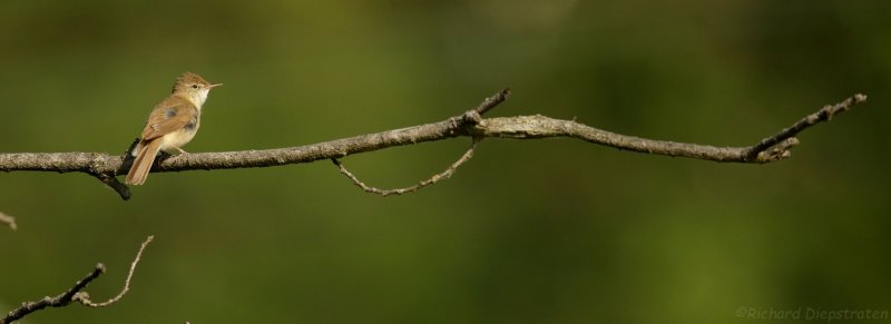 Struikrietzanger - Acrocephalus dumetorum - Blyths Reed Warbler