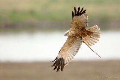 Bruine Kiekendief    -    Marsh Harrier