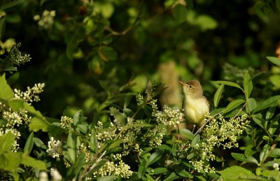 Orpheusspotvogel - Hippolais polyglotta - Melodious Warbler