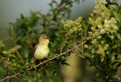Orpheusspotvogel - Hippolais polyglotta - Melodious Warbler