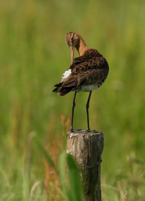 Grutto - Limosa limosa - Black Tailed Godwit