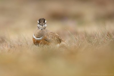 Morinelplevier - Charadrius morinellus - Dotterel