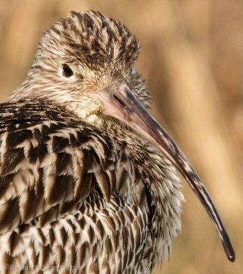 Wulp - Numenius arquata- Curlew