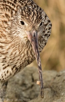 Wulp - Numenius arquata- Curlew