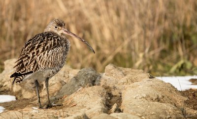 Wulp    -    Curlew