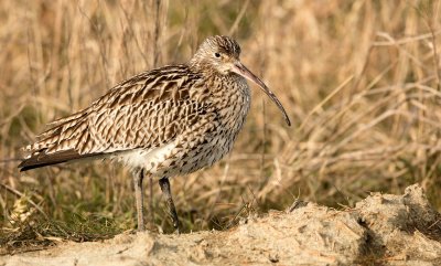 Wulp - Numenius arquata- Curlew