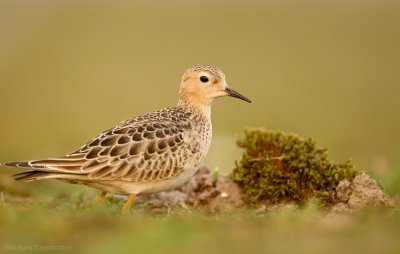 Blonde Ruiter - Tryngites subruficollis - Buff-breasted Sandpiper