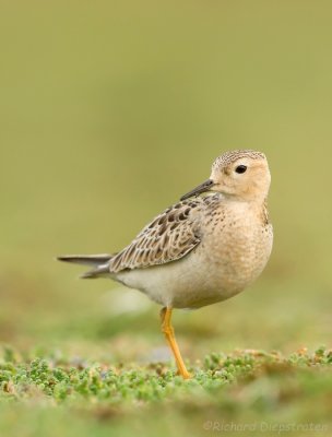 Blonde Ruiter - Tryngites subruficollis - Buff-breasted Sandpiper