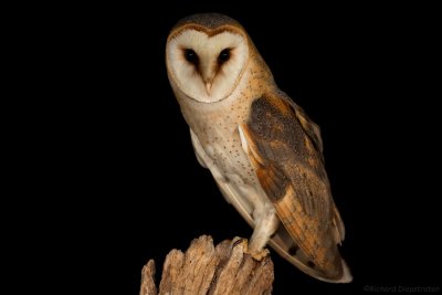 Kerkuil - Tyto alba - Barn Owl