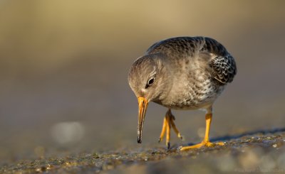 Paarse Strandloper - Purple Sandpiper