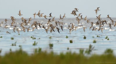 Bontbekplevier - Ringed Plover