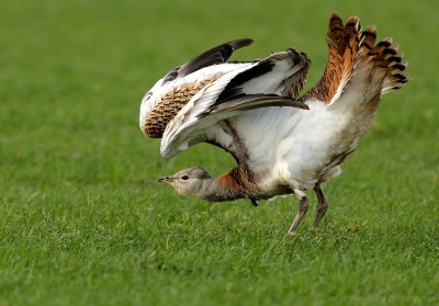 Grote Trap - Great Bustard