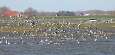 Wulp - Numenius arquata- Curlew