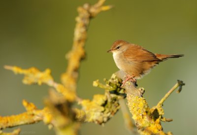 Cetti's Zanger - Cettis Warbler