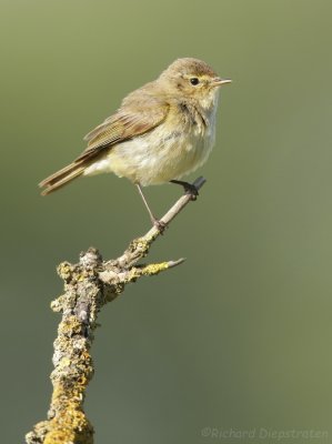 Tjiftjaf - Phylloscopus collybita - Chiffchaff