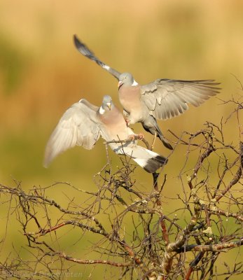 Houtduif - Columba palumbus - Wood Pigeon, Ring Dove