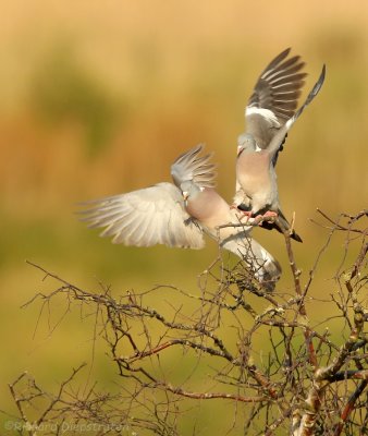 Houtduif - Columba palumbus - Wood Pigeon, Ring Dove